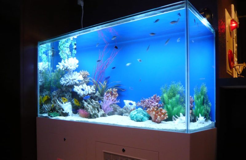 東京都　飲食店　120cm海水魚水槽＋45cm淡水魚水槽　水槽レンタル事例 水槽画像２