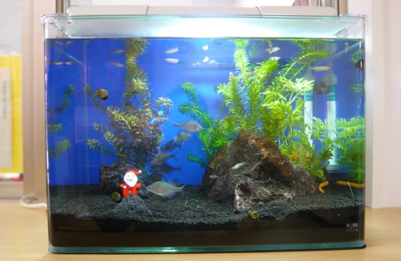 東京都杉並区　保育園様　45cm淡水魚水槽　レンタル事例 水槽画像１