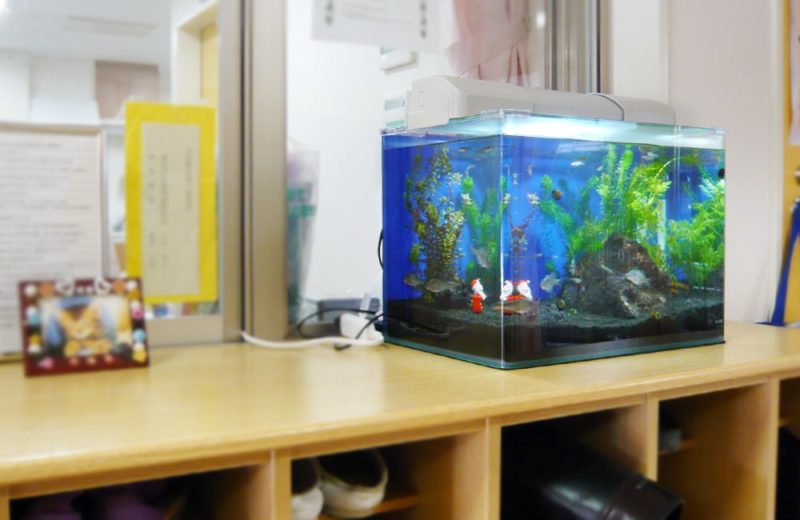 東京都杉並区　保育園様　45cm淡水魚水槽　レンタル事例 水槽画像４