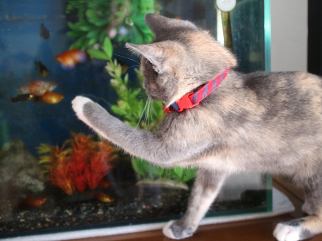 猫は金魚を食べるのか？熱帯魚と他の動物を一緒に飼うためのポイントのサムネイル画像