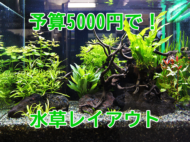 5000円でできる・プロが教える60cm水槽に最適な水草の組み合わせ｜東京アクアガーデン