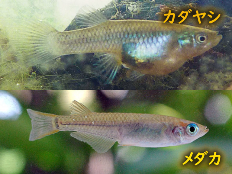 カダヤシとメダカ 採取したメダカが稚魚を産む 外来種との見分け方とは 東京アクアガーデン