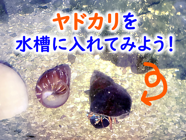 海水魚水槽にヤドカリを入れよう｜ヤドカリの特徴からメリット・デメリットを解説｜東京アクアガーデン