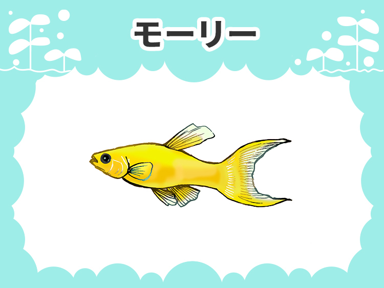 初心者向き・混泳できる熱帯魚20種とできない魚種・特徴をご紹介｜東京アクアガーデン