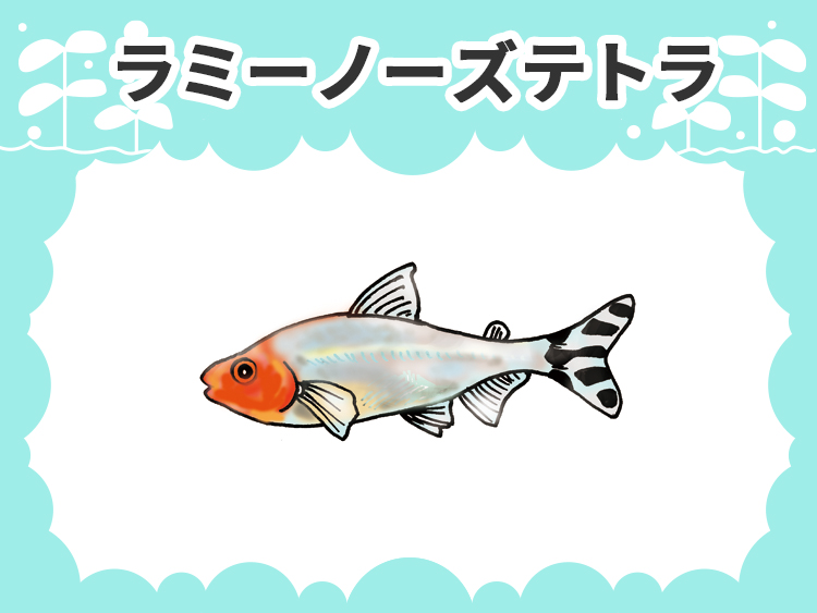 お魚図鑑 ラミーノーズテトラ メインイメージ