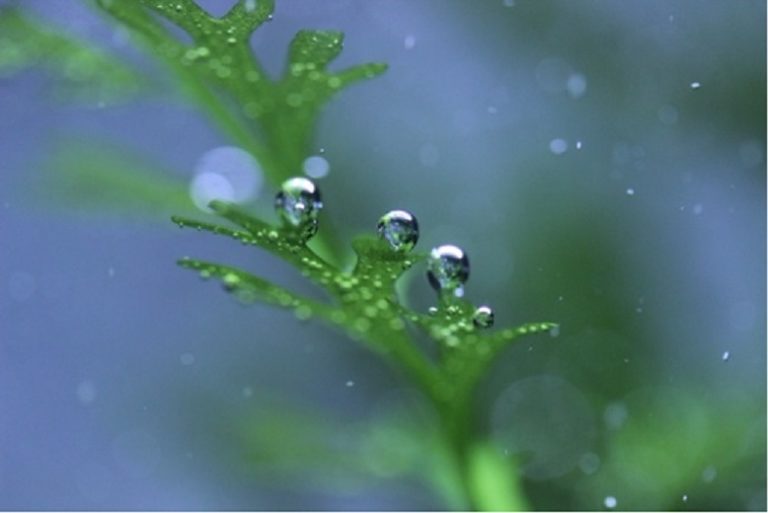 水草は空気を出すって本当？美しい気泡を出す条件と照明の関係 水槽画像