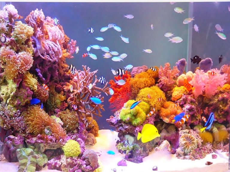 海水魚・淡水魚水槽の美しいレイアウト事例25選！サイズ別にご紹介しますのサムネイル画像
