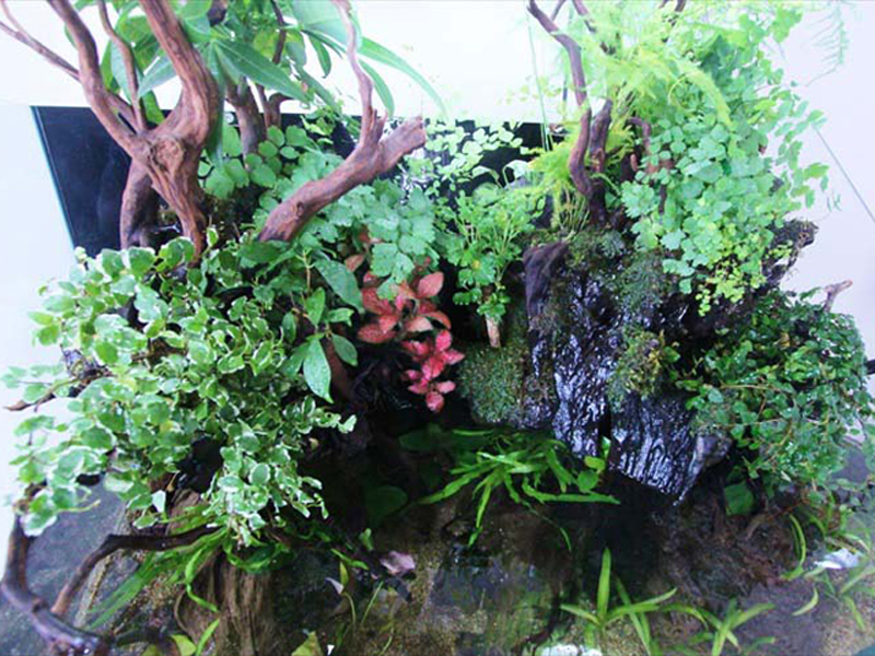 メダカ水槽にも陸地を作ろう 根腐れ 湿気に強く美しい観葉植物5選 東京アクアガーデン