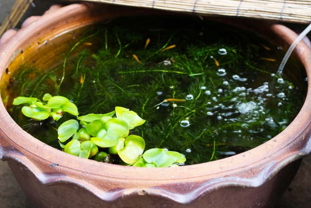 ビオトープのはじめ方 作り方やおすすめの魚 水草 場所を解説します 東京アクアガーデン
