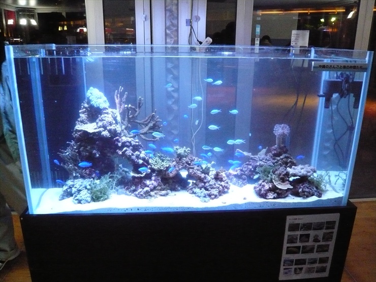 熱帯魚をおしゃれに見せる水槽レイアウトとは！色合い、補色と照明の関係 水槽画像