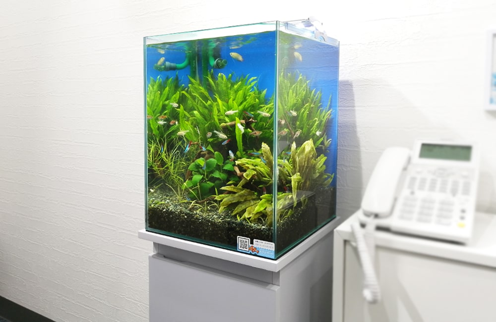 神奈川県横浜市 企業様　エントランスに設置　30cm淡水魚水槽 レンタル事例のサムネイル画像