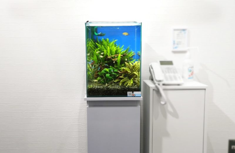 神奈川県横浜市 企業様　エントランスに設置　30cm淡水魚水槽 レンタル事例 水槽画像２