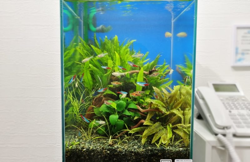 神奈川県横浜市 企業様　エントランスに設置　30cm淡水魚水槽 レンタル事例 水槽画像３