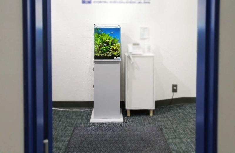 神奈川県横浜市 企業様　エントランスに設置　30cm淡水魚水槽 レンタル事例 水槽画像５