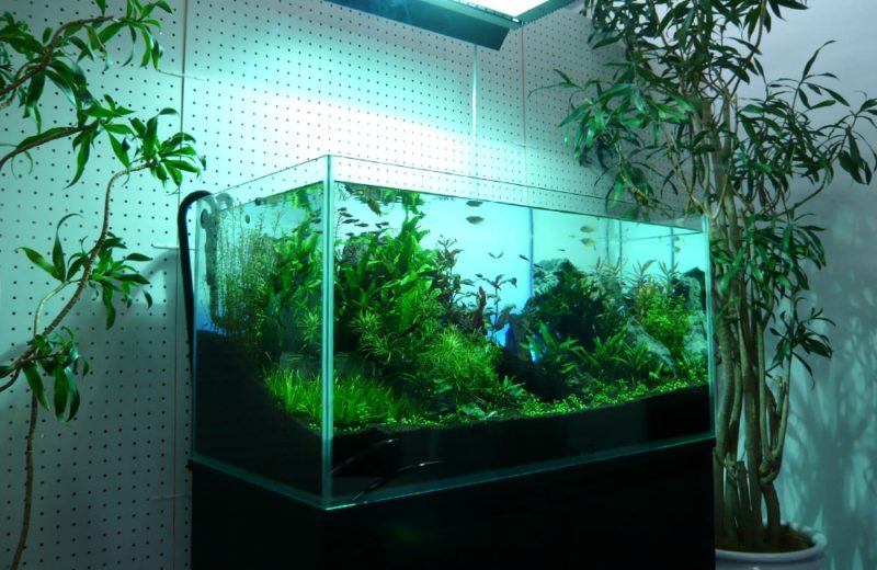 ショールームに設置 90cm淡水魚水槽 水槽レンタル見本 水槽画像２