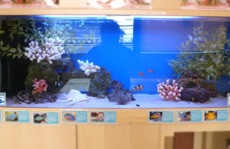 神奈川県横浜市　海鮮飲食店　120cm海水魚水槽　水槽レンタル事例 水槽画像２