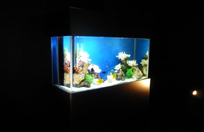 東京都　液晶モニターの展示イベント　90cm海水魚水槽 短期レンタル事例 水槽画像１