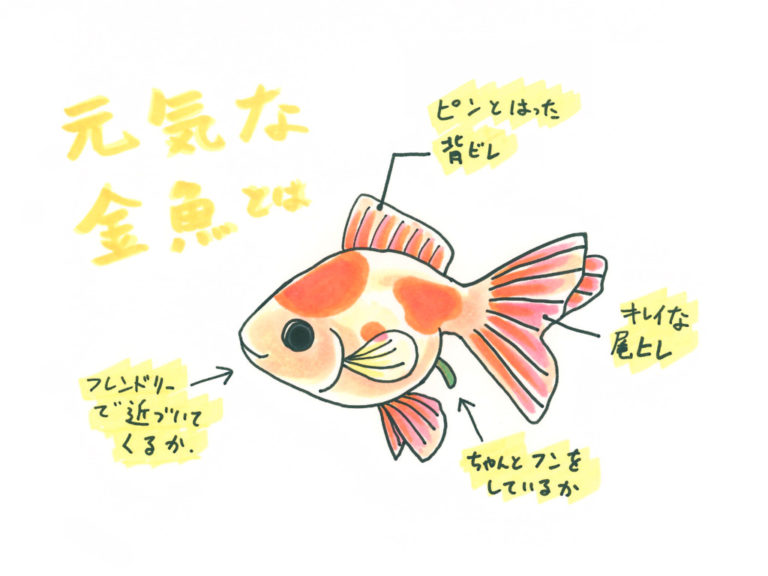 元気な金魚の見分け方！ヒレや泳ぎ方、フンなど5つのチェックポイントのサムネイル画像