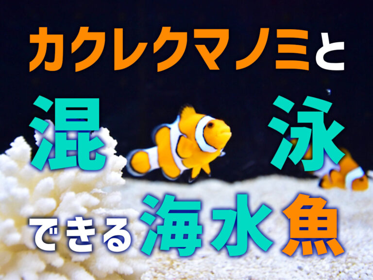 カクレクマノミと混泳できる海水魚10選！相性が良くかわいい魚種とはのサムネイル画像