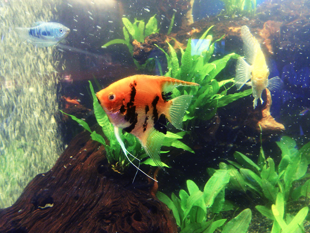 赤い熱帯魚のおすすめベスト5！水槽の主役はこれで決まりだ！のサムネイル画像