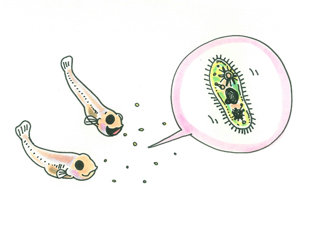 微生物の素とは！メダカやエビ飼育におすすめ！マイクロサイズの餌の効果のサムネイル画像