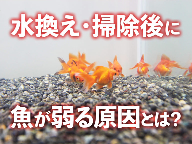 熱帯魚の水換えをしたら魚がバタバタ死ぬ！原因と対策を解説します！のサムネイル画像