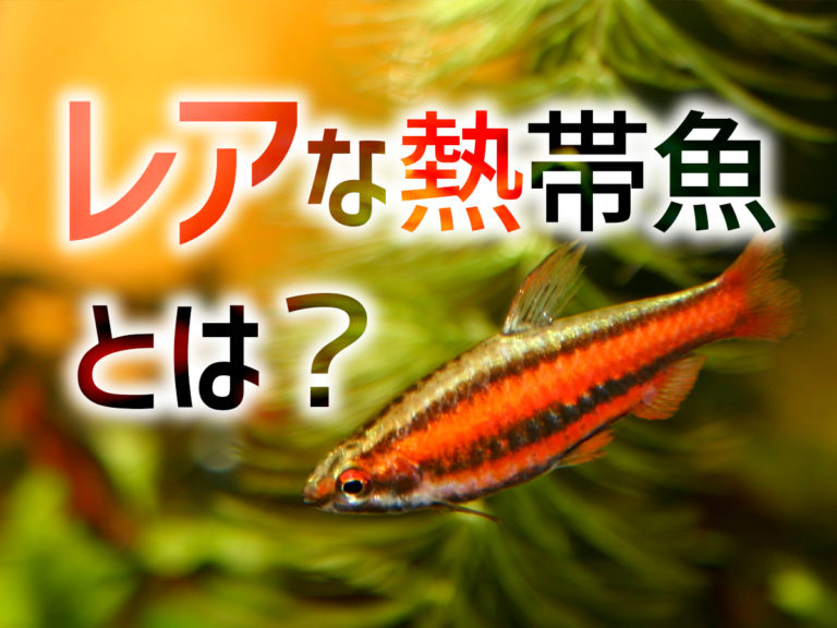 レアな熱帯魚とは｜なかなか出会えないけど人気の魚11種・魅力を解説｜東京アクアガーデン