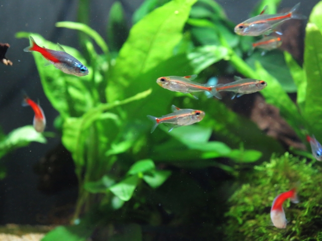 小さな熱帯魚特集 ピグミー ドワーフなどの小型種9選と混泳について 東京アクアガーデン