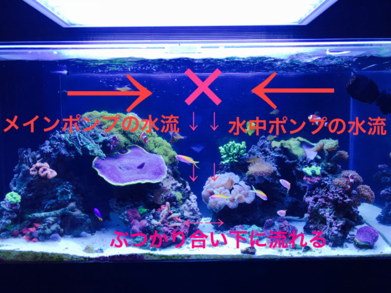 海水魚水槽に水流ポンプを入れて最適な水流を作ろう 水流の作り方も解説 東京アクアガーデン