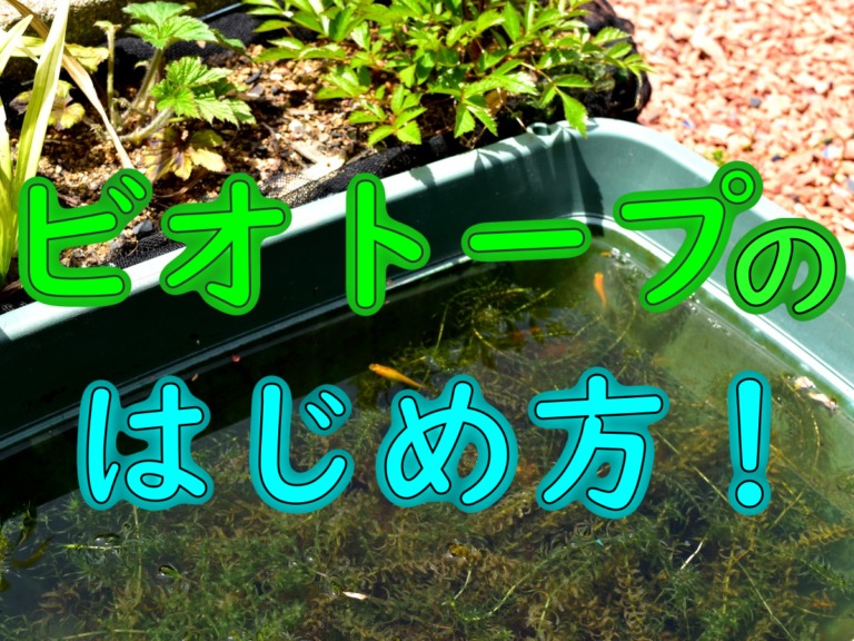ビオトープのはじめ方｜作り方やおすすめの魚・水草・場所を解説します｜東京アクアガーデン