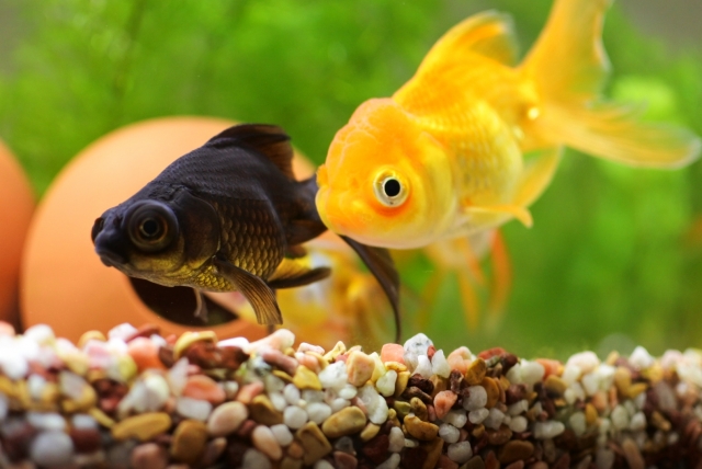【初心者向け】おすすめ金魚水槽セット10選！選び方も教えます！のサムネイル画像