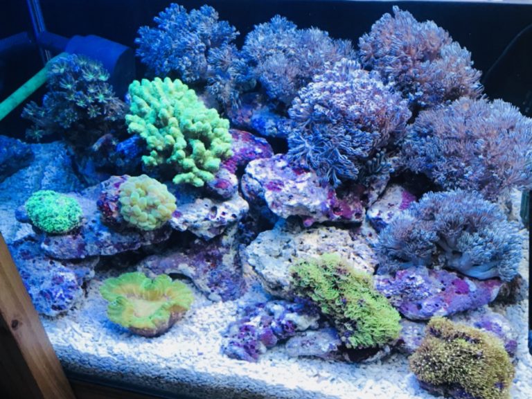 サンゴを食べる生き物 サンゴ水槽に入れてはいけない生体と注意点 東京アクアガーデン