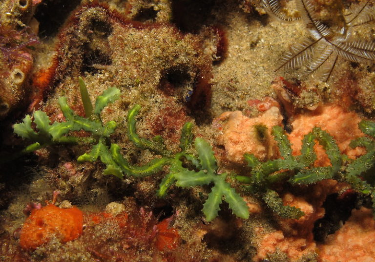 海藻を育てたい・海水水槽で育成するのにおすすめのマリンプランツ5選｜東京アクアガーデン