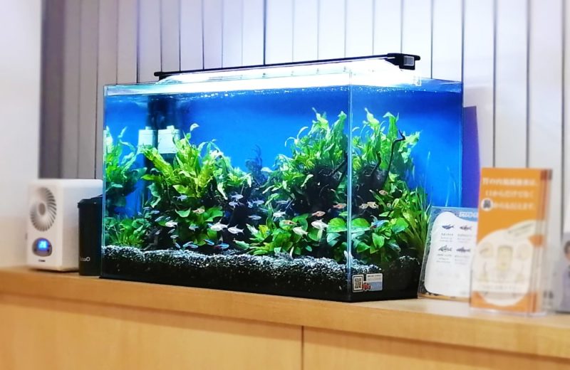 東京都小平市　クリニック様 待合室　60cm淡水魚水槽 レンタル事例 水槽画像４