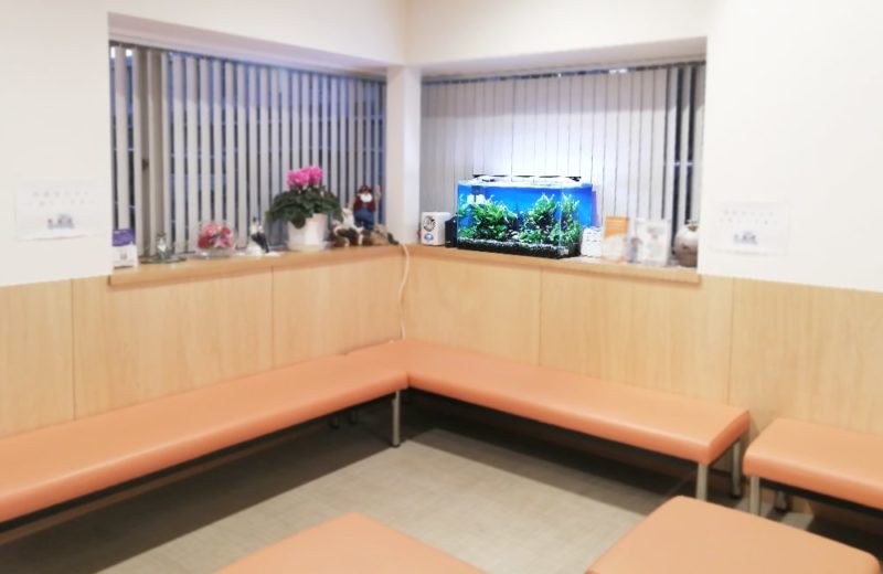 東京都小平市　クリニック様 待合室　60cm淡水魚水槽 レンタル事例 水槽画像５