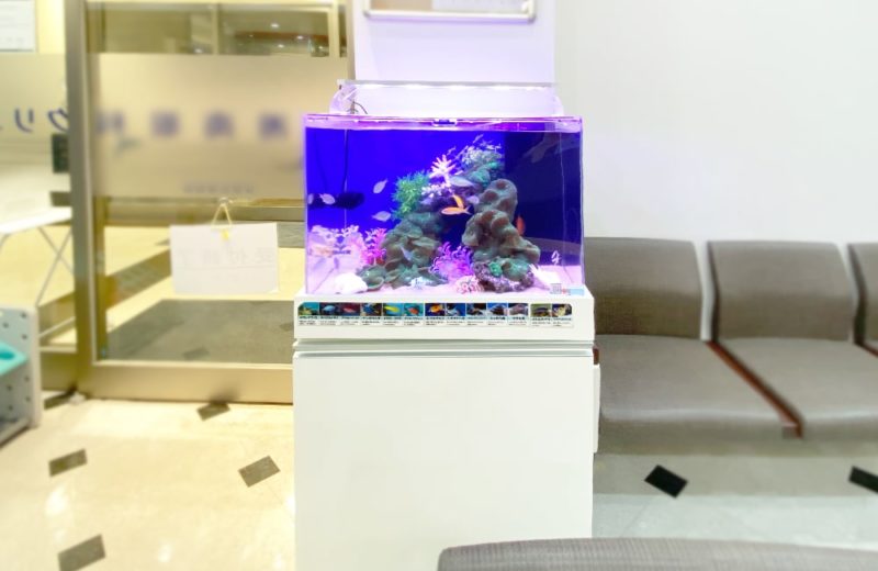 神奈川県藤沢市 眼科の待合室　60cm海水魚水槽 販売・メンテナンス事例 水槽画像２