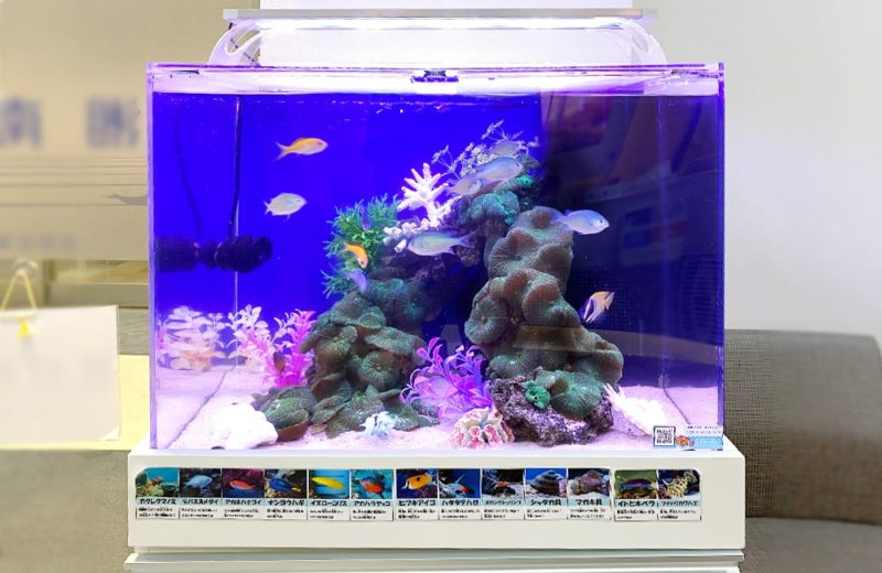 神奈川県藤沢市 眼科の待合室　60cm海水魚水槽 販売・メンテナンス事例 水槽画像３