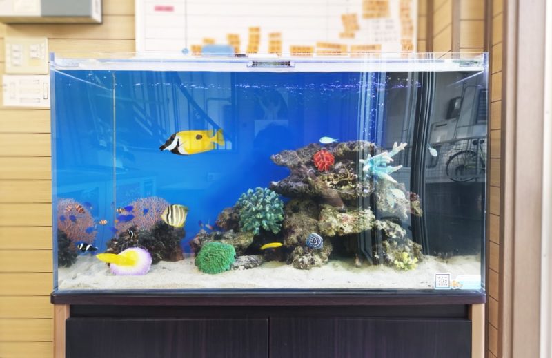 愛知県碧南市　事務所に設置　90cm海水魚水槽　水槽リース事例 水槽画像３