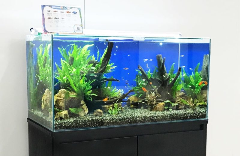 大阪府 株式会社サンケン様　90cm淡水魚水槽 レンタル事例 水槽画像１