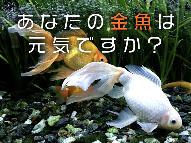 あなたの金魚は本当に元気ですか？8つのポイントで健康をチェックしようのサムネイル画像