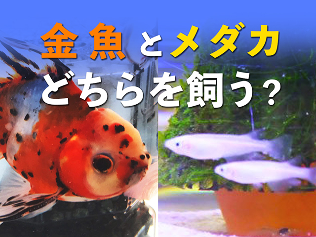 金魚とメダカ、飼うならどっち？それぞれの特徴とおすすめポイントとは！のサムネイル画像
