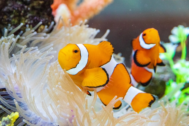 可愛い海の生き物8選 水槽飼育が可能で癒される魚やエビなどをご紹介 東京アクアガーデン