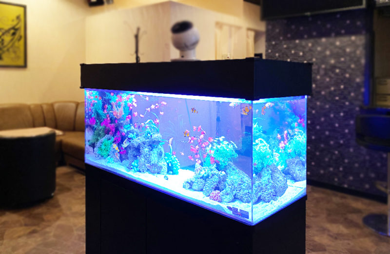 神奈川県 飲食店に設置した120cm海水魚水槽 水槽レンタル事例 水槽画像５
