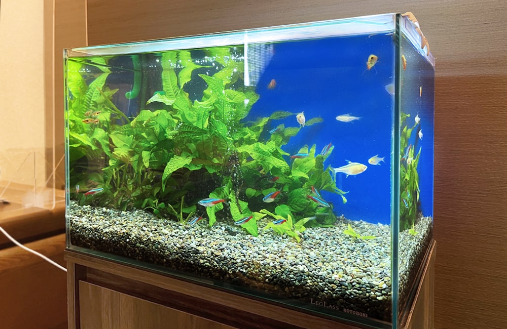 ご自宅のリビングに設置　45cm淡水魚水槽　水槽レンタル事例のサムネイル画像
