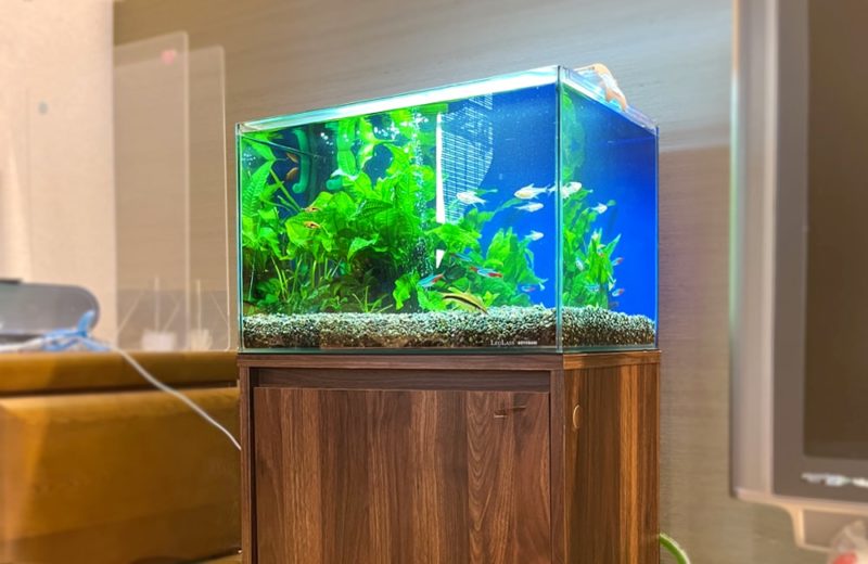 ご自宅のリビングに設置　45cm淡水魚水槽　水槽レンタル事例 水槽画像５