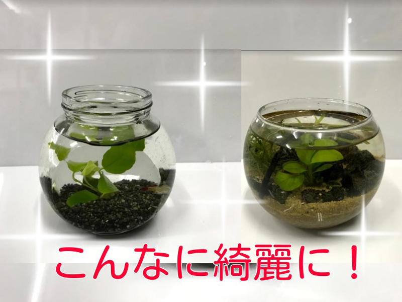 ボトルアクアリウムの掃除と水換え方法 掃除道具とメンテナンスのコツ 東京アクアガーデン