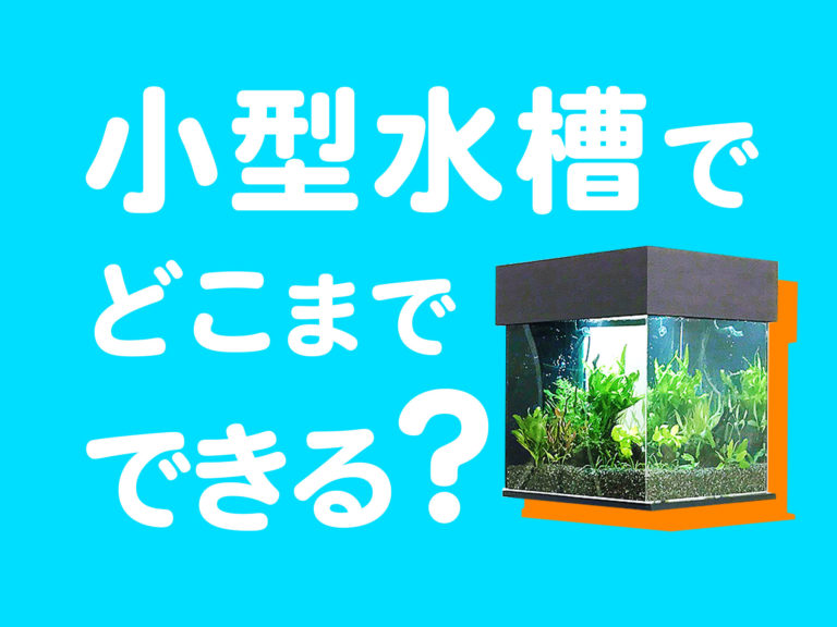 小型LEDライトでも水草が育つ/小型水槽用のおすすめLEDベスト10｜東京アクアガーデン