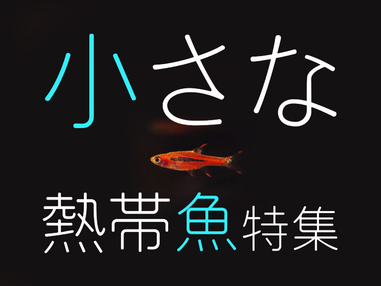 小さな熱帯魚特集｜ピグミー・ドワーフなどの小型種9選と混泳について｜東京アクアガーデン