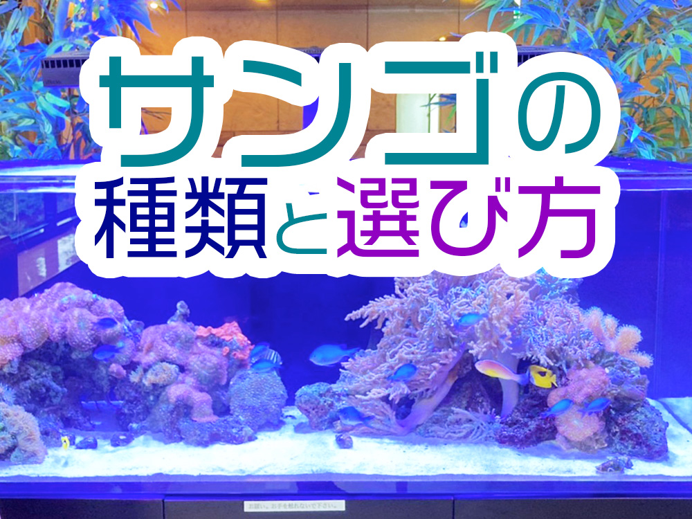 サンゴの選び方｜おすすめサンゴ5選と難易度、選定ポイントを解説｜東京アクアガーデン