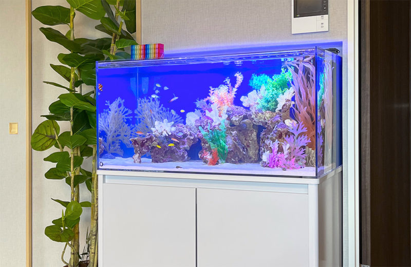 大阪府　企業様の事務所に設置　90cm海水魚水槽　レンタル事例 水槽画像３